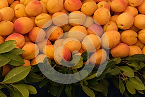 Background of ripe apricots