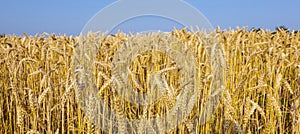 Background of ripe corn field in golden colors