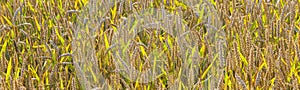 Background of ripe corn field in golden colors