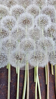 Background from ripe dandelions. Dandelions. Fluffy dandelion seeds