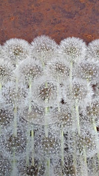 Background from ripe dandelions. Dandelions. Fluffy dandelion seeds