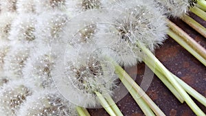 Background from ripe dandelions. Dandelions. Fluffy dandelion seeds