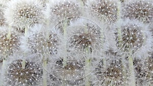 Background from ripe dandelions. Dandelions. Fluffy dandelion seeds