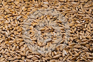 Background of ripe grains of wheat (close-up)