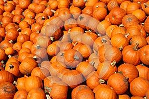 Background of ripe pumpkins
