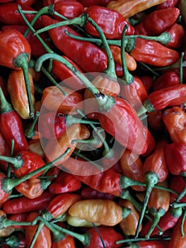 . Red hot chili peppers pattern texture background.