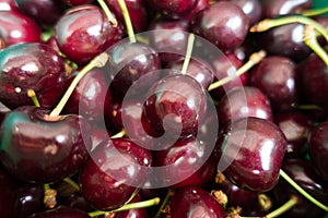 Background of ripe sweet cherry with peduncles