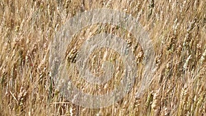 Background of ripe wheat field in the wind