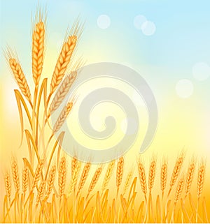 Background with ripe yellow wheat ears