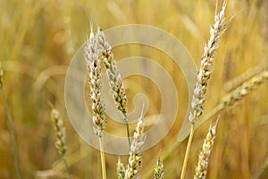 Background of ripening ears of wheat field