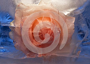 Background of rose  flower    in ice   cube with air bubbles