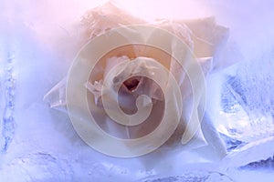 Background of rose  flower    in ice   cube with air bubbles