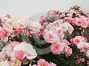 Background with rose garden