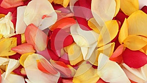 Background of rose petals