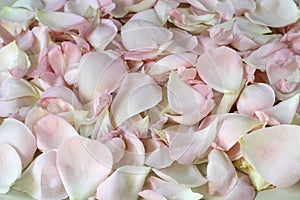 Background of Rose Petals