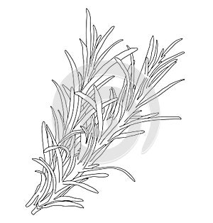 Background with rosemary. isolated on white background, hand drawn