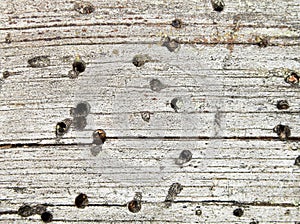 Background - rotten wood