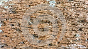 Background, rough wood texture, tree trunk, shades of brown, rough wood plane, predominant brown color.