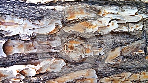 Background, rough wood texture, tree trunk, shades of brown, rough wood plane, predominant brown color.