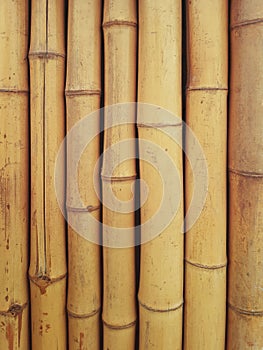 Background of round bamboo trunks. Detail of bamboo reeds. Dry yellow bamboo fence texture horizontal background