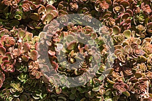 Background of rounded succulent leaves in red and green, tightly bunched in rosettes