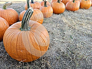Background of a row of orange pumpkins at the pumpkin patch