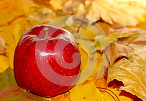 Background rural farm red apple on autumn leaves