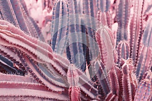 Background with Saguaro cactus, pink color