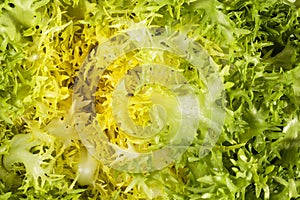 Background of salad Cichorium endivia , close up.