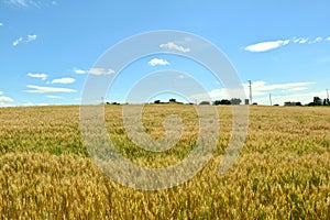 Field of yellow-green wheat. photo