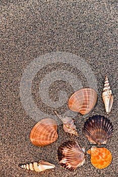 A background of sand and seashells with a place for copying and writing, a romantic marine background with a place to write, shell