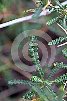 Background with Sarcopoterium spinosum, prickly, spiny, thorny burnet