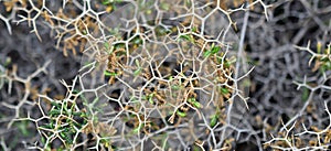 Background with Sarcopoterium spinosum, prickly, spiny, thorny burnet