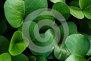 Background of saturated green leaves. Close up growing plant photo