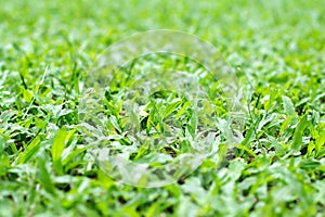 Background of Savanna grass or Carpet grass.