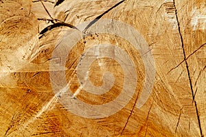 Background of a sawn off branch