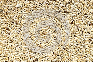 Background - scagliola canary seeds photo