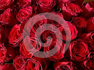 background of scarlet roses close-up, rose buds