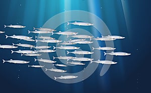 Background, school of Pacific saury, fishes marine life. Banner fresh fish, simple water inhabitants. Seafood packaging and market