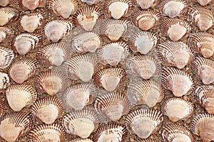 Background from sea cockleshells