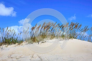 Background Sea Oats Dunes