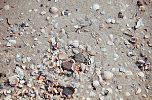 Background of sea sand with seashells on the beach of the sea, ocean with waves