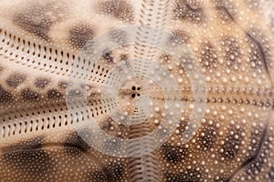 Background of sea shell of heart urchin , close up