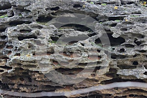 Background of sea shell rock