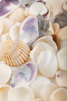 Background from a sea shells