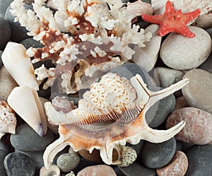 The background of sea shells