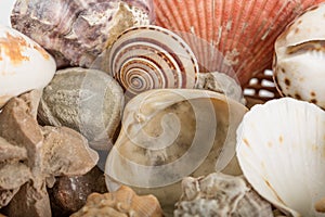 Background from a sea shells