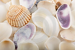 Background from a sea shells