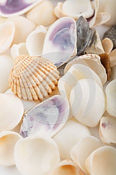 Background from a sea shells