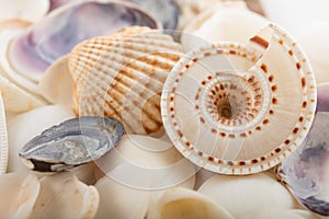 Background from a sea shells